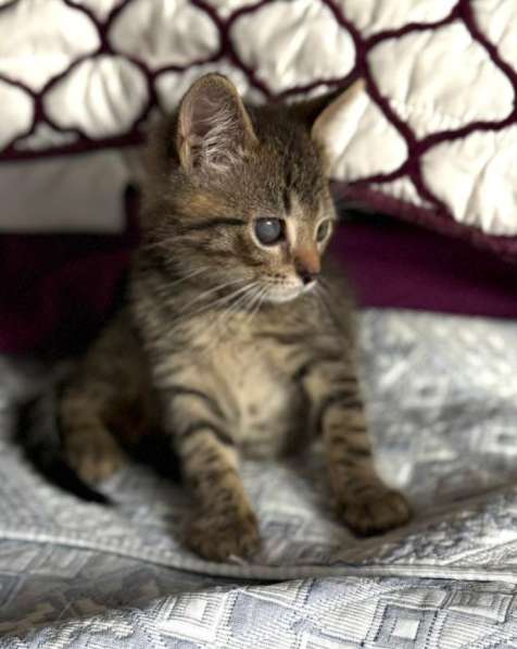 Особенный котёнок Гномик в самые добрые руки в Москве фото 7