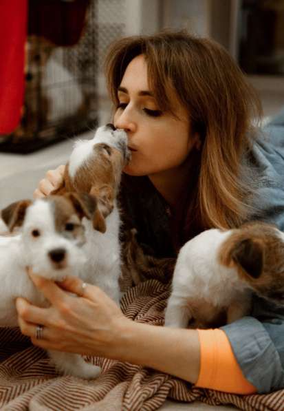 Щенок Джек Рассел терьер в Йошкар-Оле