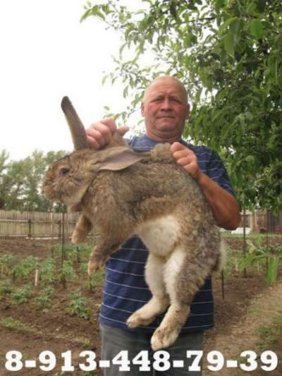 Куплю кроликов в Красноярске в Красноярске фото 6