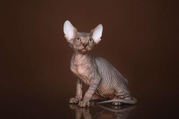 Питомник Эльфов, бамбино, Двэльфов, сфинксов в Находке фото 14