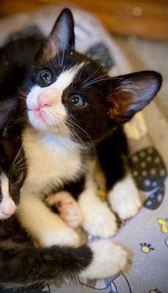 Котята ориентальной кошки в Самаре фото 11