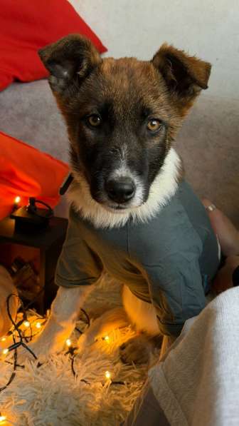 Очень красивые щенки в Санкт-Петербурге фото 14