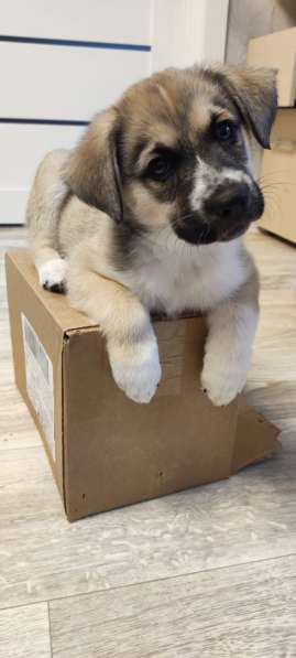 Красивый небольшой щенок мальчик в дар в Москве фото 4