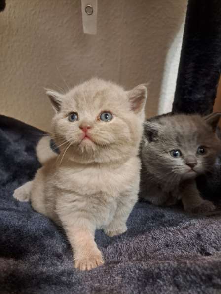 Продаю BKH лиловаго котёнка