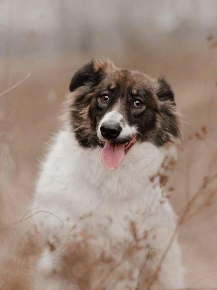 Пушистая красавица Электра ищет семью в Москве фото 15