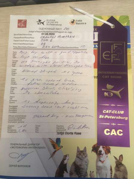 Ориентальные котята в Санкт-Петербурге