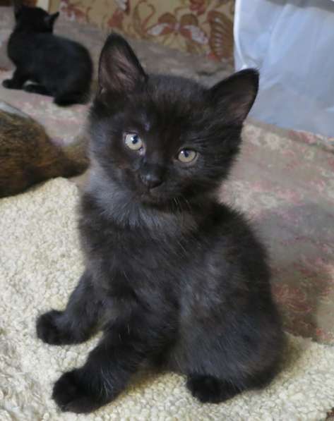 Черный, умный и ласковый котенок. Будущий Кот