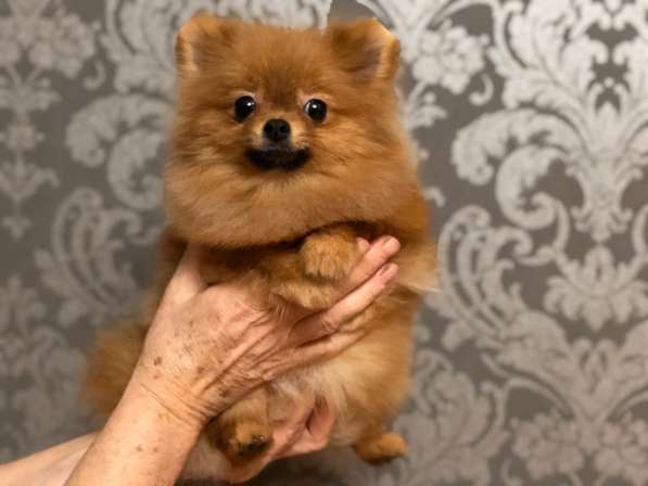 Щенки померанского шпица от Ирлайн-дог в фото 8