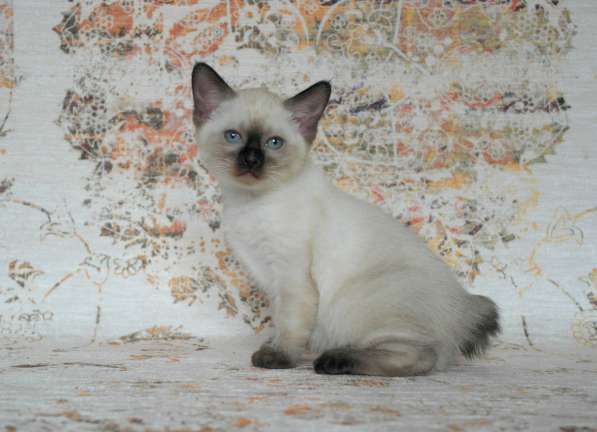 Котёнок породы Меконгский бобтейл в Курске фото 5