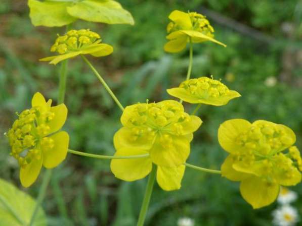 Володушка золотистая - уникальное лекарственное растение