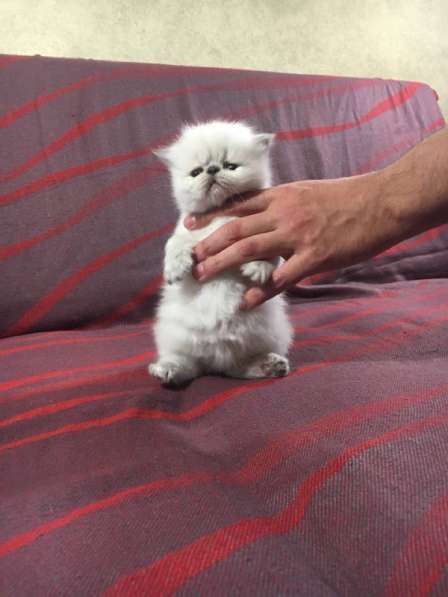 Экзотическая кошка (экзот-экстримал). Редкий окрас в фото 7