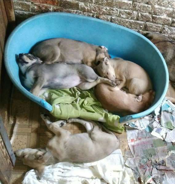 Великолепная Четверка в дар в Москве фото 40