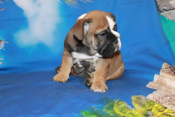 Английские бульдоги в Москве фото 5