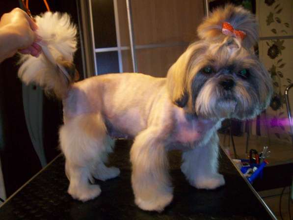 Стрижка собак в фото 10