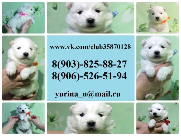 Щеночки самоедской лайки в Тюмени