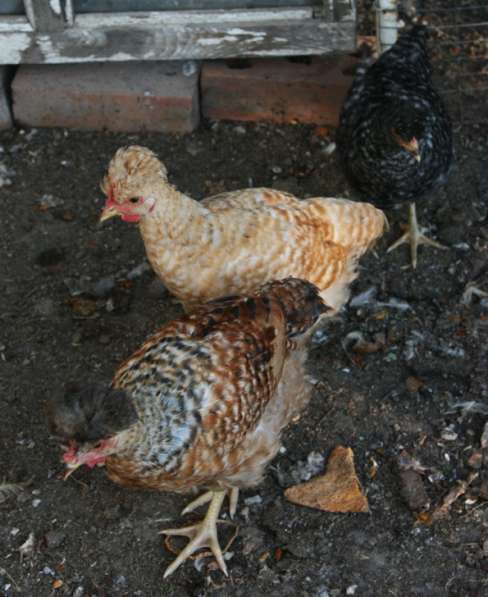 Цыплята хохлатые в Таганроге фото 11