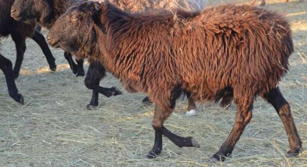 Племенные овцы породы Эдильбаевская (Скот из Европы) в Красноярске фото 7