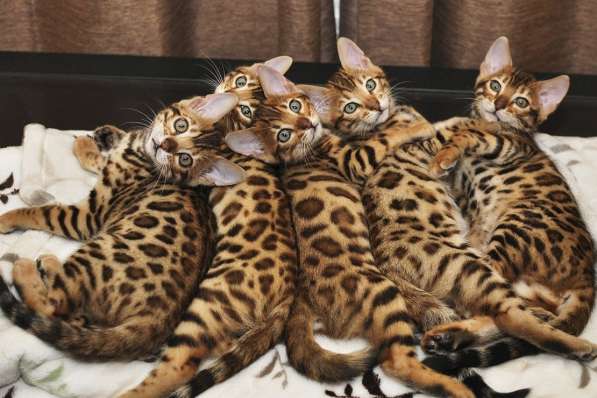 Шикарные котята Бенгалов
