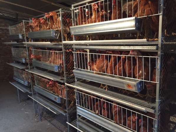 Оборудования для домашнего птицеводства! в Краснодаре фото 6