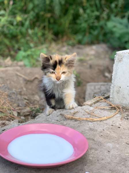 Отдам котят в добрые руки❤️ в Домодедове фото 6