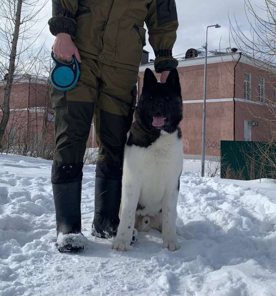 Акита в Ростове-на-Дону фото 34