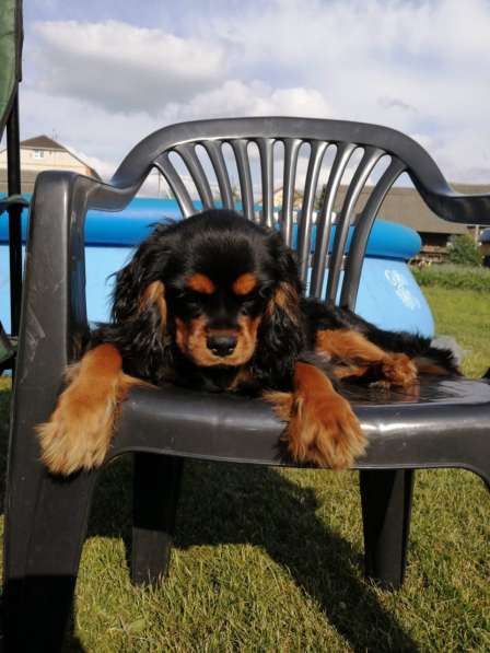 Щенки КАВАЛЕР КИНГ ЧАРЛЬЗ СПАНИЕЛЬ в 