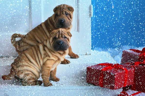 Щенки шар пея в Краснодаре фото 17