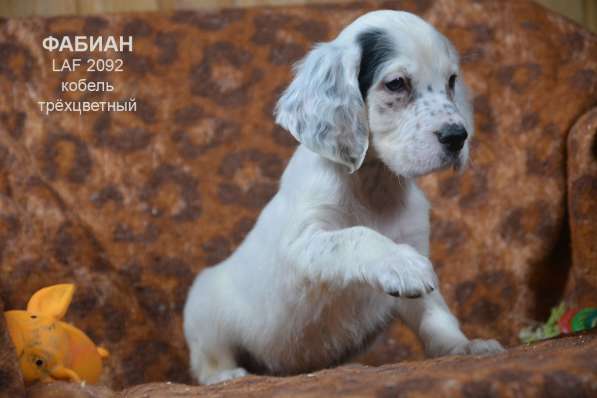 Английский сеттер щенки из элитного питомника в Москве фото 85