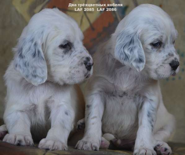 Английский сеттер щенки из элитного питомника в Москве фото 100