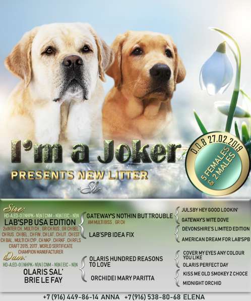 Палевые щенки от чемпиона в Дмитрове