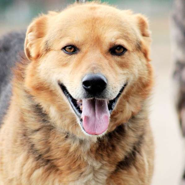 Собака очень ждёт хозяина