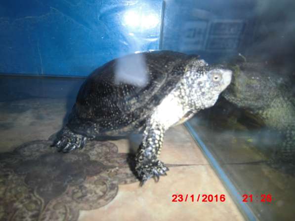Болотные черепахи в Добрянке фото 6