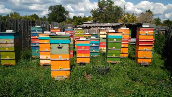 Донниковый Мёд 500мл/675гр 100% от пчёл с пасеки в Кургане в Кургане фото 3