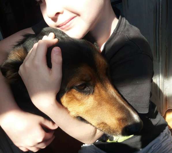 Метис овчарки Рекс ищет дом в Москве фото 9