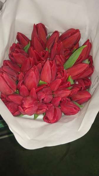 Тюльпаны к 8 марта! в Улан-Удэ фото 3