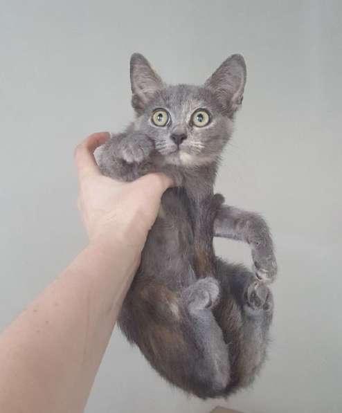 Котенок в добрые руки