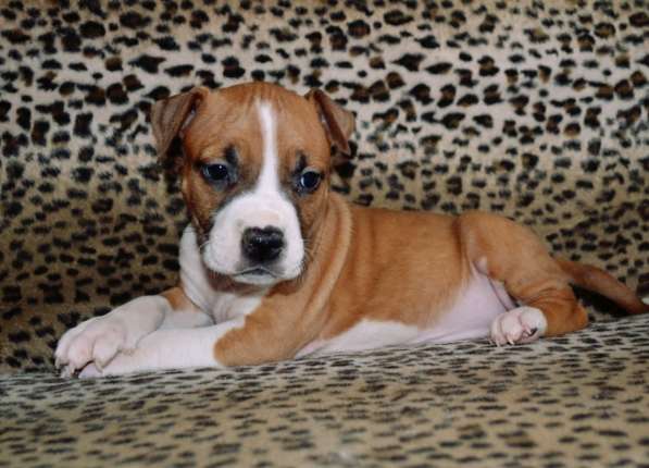 Шикарные Амстаффики мальчики и девочки ркф в Москве фото 8