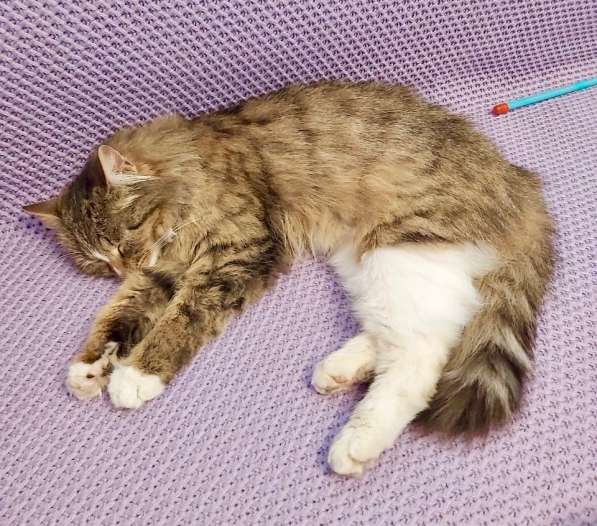 Пушистая молодая кошечка Джина в дар в Москве фото 12