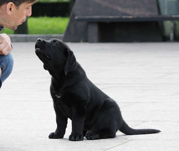 Чёрный щенок лабрадора