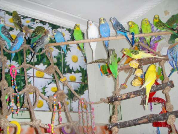 Волнистые попугаи(Взрослые самцы) в Мытищи фото 3
