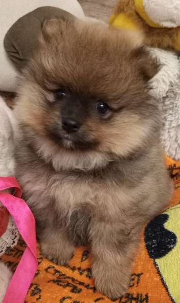 Pomeranian spitz. Orange - sable boy