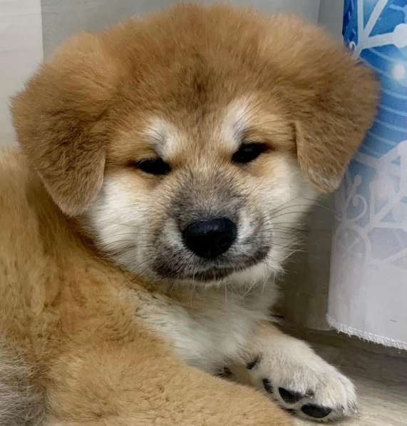 Щенки Акита-ину в Москве фото 19