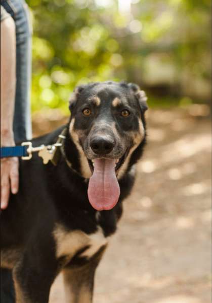 Молодой и нежный Блэк ищет семью в Москве фото 14