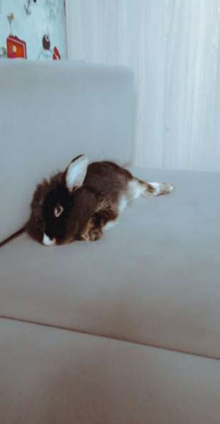 Продам кролика в Екатеринбурге фото 3