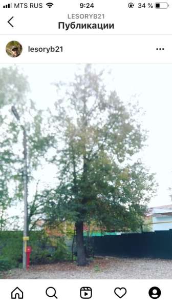 Спил деревьев в Москве фото 4