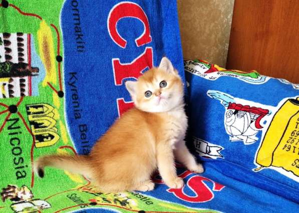 Британская золотой котик в Санкт-Петербурге фото 7