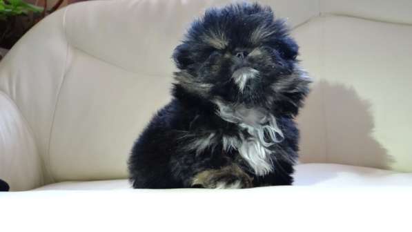 Мини-мишка девочка померанского шпица. Крошечная в фото 28