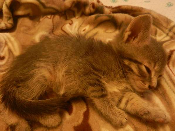 Милые пушистики в Самаре фото 18