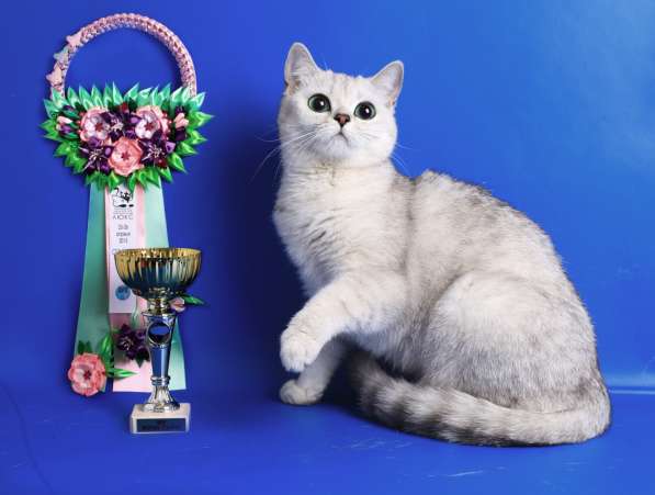 Британские котята с родословной в фото 10