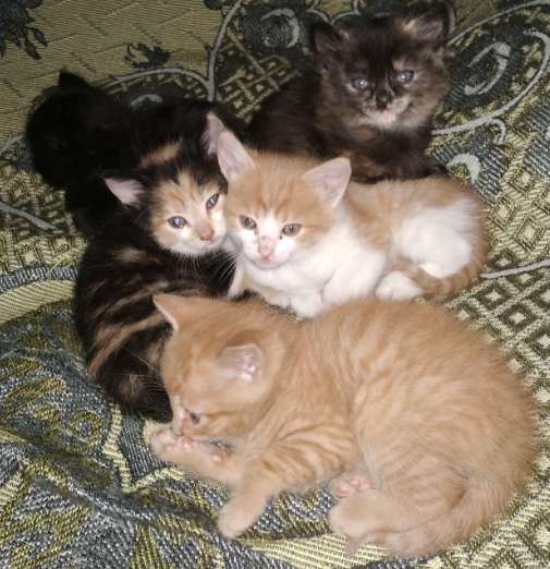 Отдам котят в фото 7